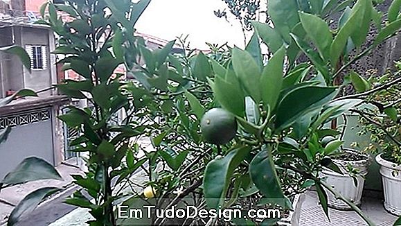 Conselhos sobre como cultivar e irrigar bonsai de pinheiro