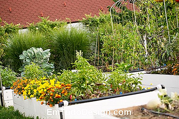 Alegeți plante aromate pentru balcon