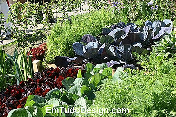 Grădină de legume în jgheab, reciclare creativă