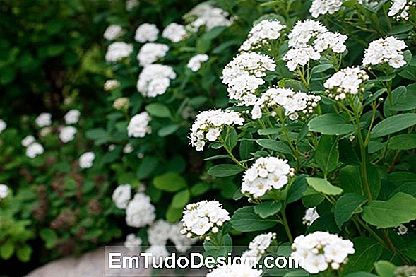 Spiraea, bra och vackert