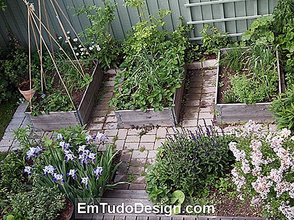 Hur man odlar hortensia i trädgården och på terrassen